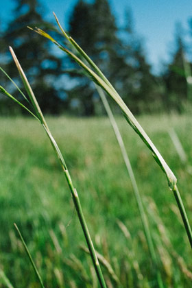 Herinrichting De Alde Feanen