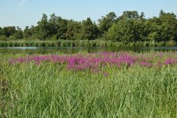 Creabea workshop in de buitenlucht (16+)