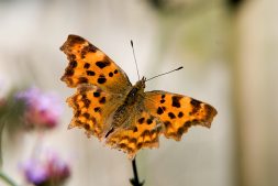 Wandelen langs libelles en vlinders – vlakbij Leeuwarden