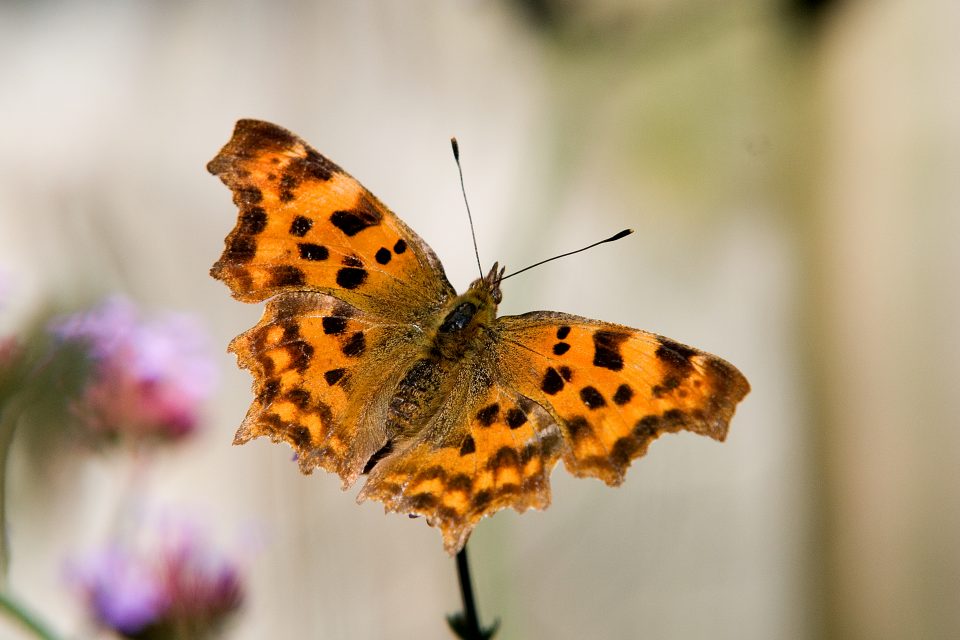gehakkelde aurelia alde feanen