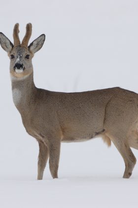 Kerst in Nationaal Park De Alde Feanen