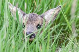 NP Alde Feanen als reisontdekking in 2018!