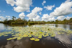 Nationaal Park De Alde Feanen in Vroege Vogels