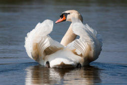 Bewonerscursus Nationaal Park De Alde Feanen