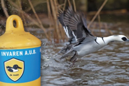 Zie je een gele boei? Vogelrustgebied!