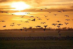 Help je mee om de vogels rust te bieden in NP De Alde Feanen?