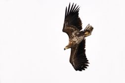 Jonge zeearend geboren in natuurgebied de Alde Feanen