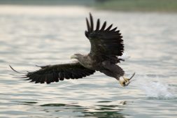 Avond kanotocht in De Alde Feanen (12+)
