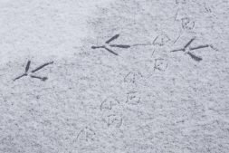 Doe-tip: Op zoek naar dierensporen in de sneeuw