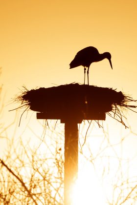 Op zoek naar de “Big five” van De Alde Feanen