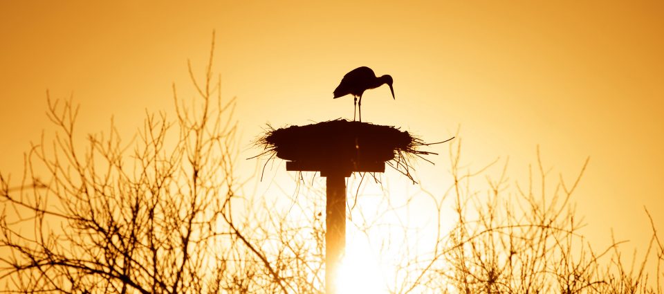 ooievaar bij Earnewâld