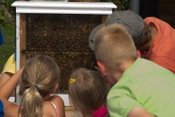 Lezing: De wondere wereld van solitaire bijen en hommels