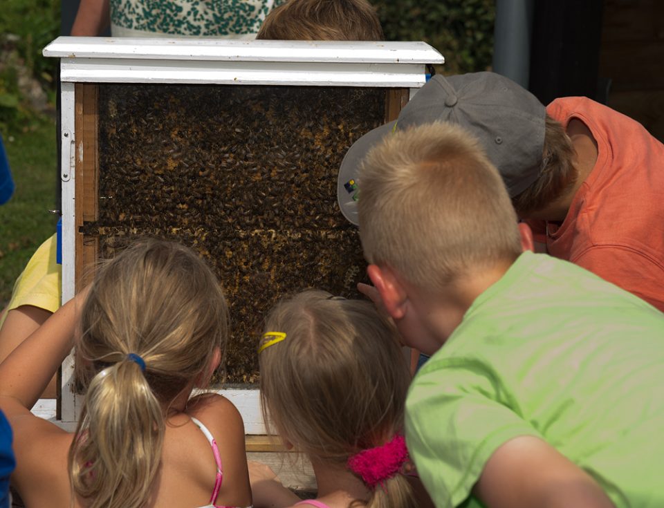 bijen bekijken earnewald