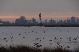 Midwinterwandeling door de natuur vlakbij Earnewâld