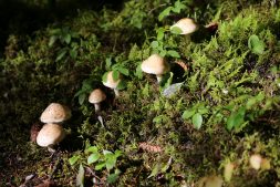 Herfstwandeling door de Jan Durkspolder met speciale aandacht voor paddenstoelen