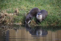 Digitale Otter- en Bever-lezing