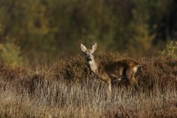 Spannende avondtocht door het moeras bij Earnewâld (8+)