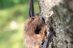 Op zoek naar vleermuizen