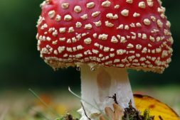 Opnieuw herfstwandeling door de Jan Durkspolder met speciale aandacht voor paddenstoelen