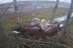 Bijzondere eieren in De Alde Feanen